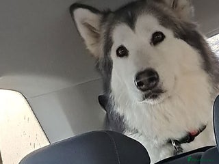 Mixed Breed dogs 10 Alaskan Shepherds for sale - Advert 14