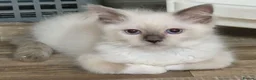 Perdoll cats for sale: Gorgeous litter gccf registered Ragdoll kittens  - Advert 4