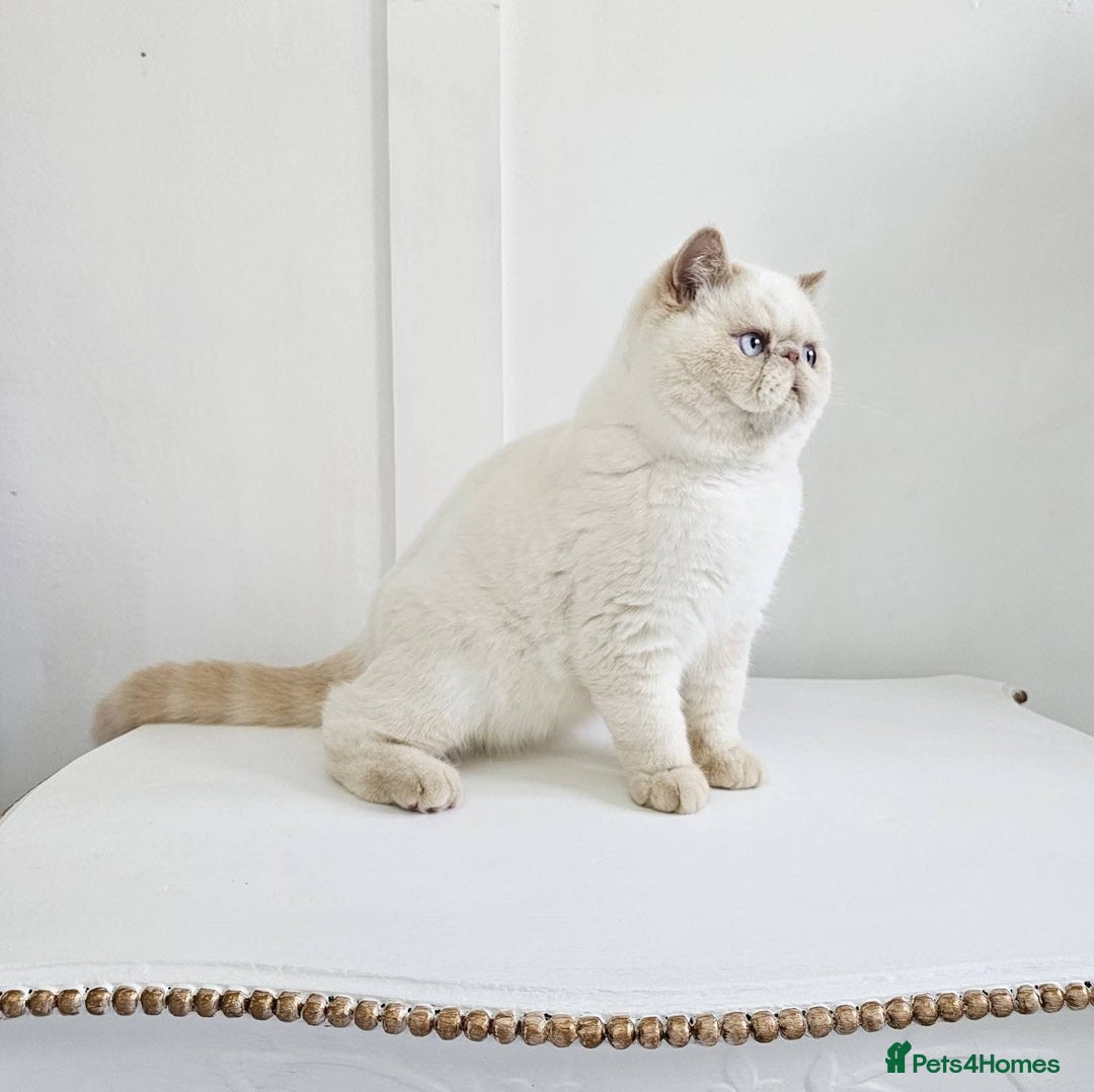 Exotic cats for sale: Chunky GCCF reg pedigree male exotic SH kitten  - Advert 10