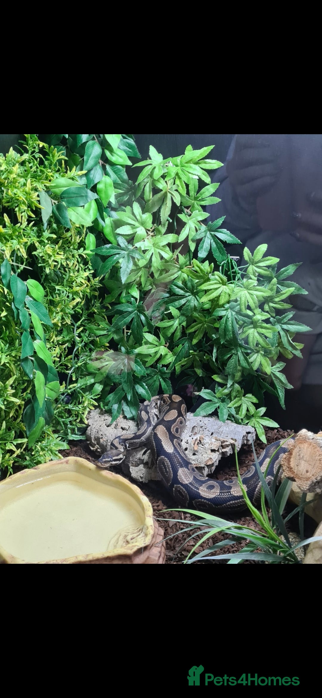 Snake reptiles for sale: Ball python and full vivarium - Image 4
