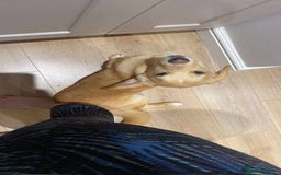 Mixed Breed dogs for adoption: HERSEY  - Advert 4