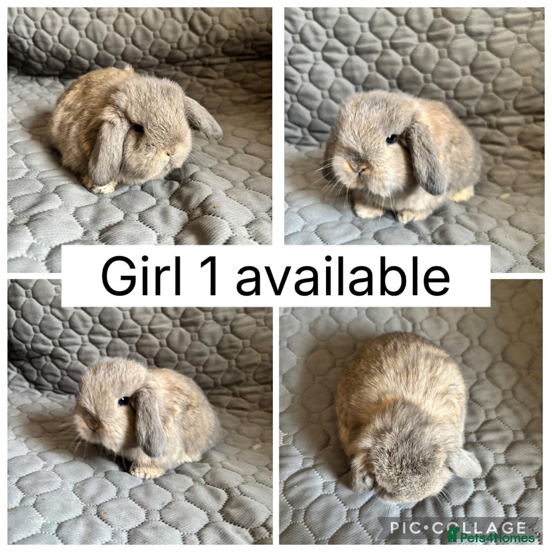 Mini Lop rabbits for sale: 2 beautiful baby mini lops ready to reserve - Advert 1