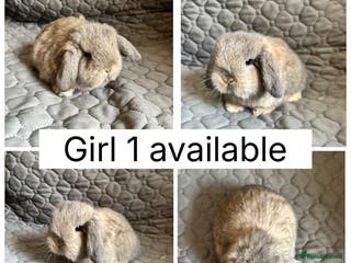Mini Lop rabbits 2 beautiful baby mini lops ready to reserve - Advert 2