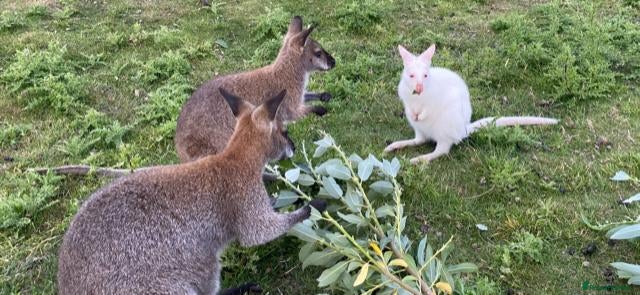 Mixed Breed livestock Bennett's Wallabies - Advert 1