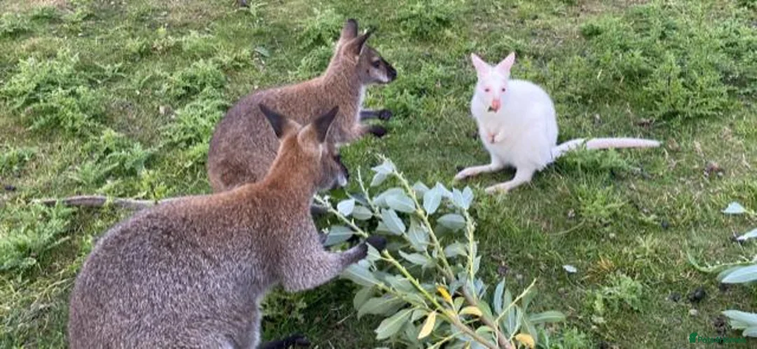 Mixed Breed livestock for sale: Bennett's Wallabies in Leighton Buzzard - Advert 1
