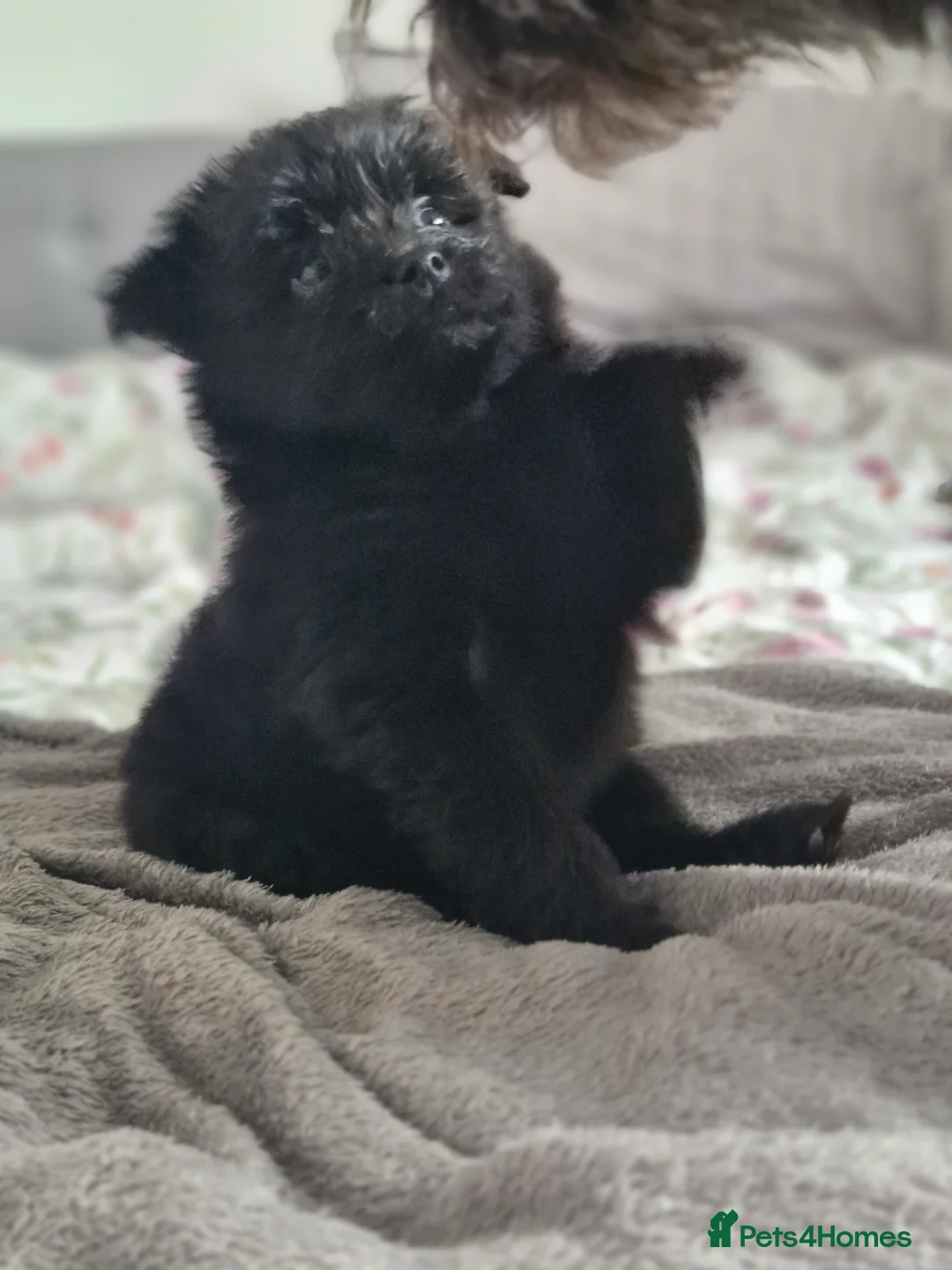 Pomapoo dogs for sale: ✨ Beautiful Pomapoo Puppies – 1,600 ✨ - Advert 14