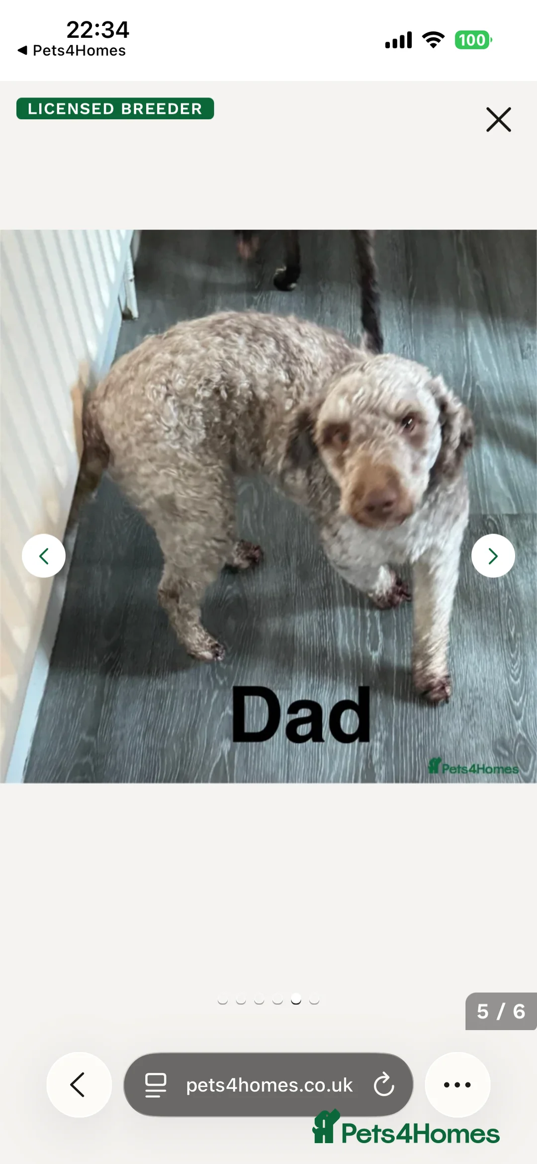 Cockapoo dogs for sale: ❤️DNA Tested, Last Merle Cockapoo Girl 😘😍🥰❤️ - Advert 2