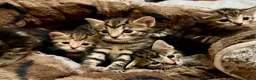 Bengal cats for sale: Glitter Bengal X With Famous References! - Advert 4