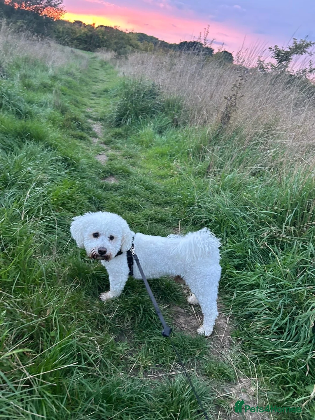 Bichon Frise dogs for stud: Handsome Purebred Bichon Frise Available for Stud  in Fareham - Advert 2