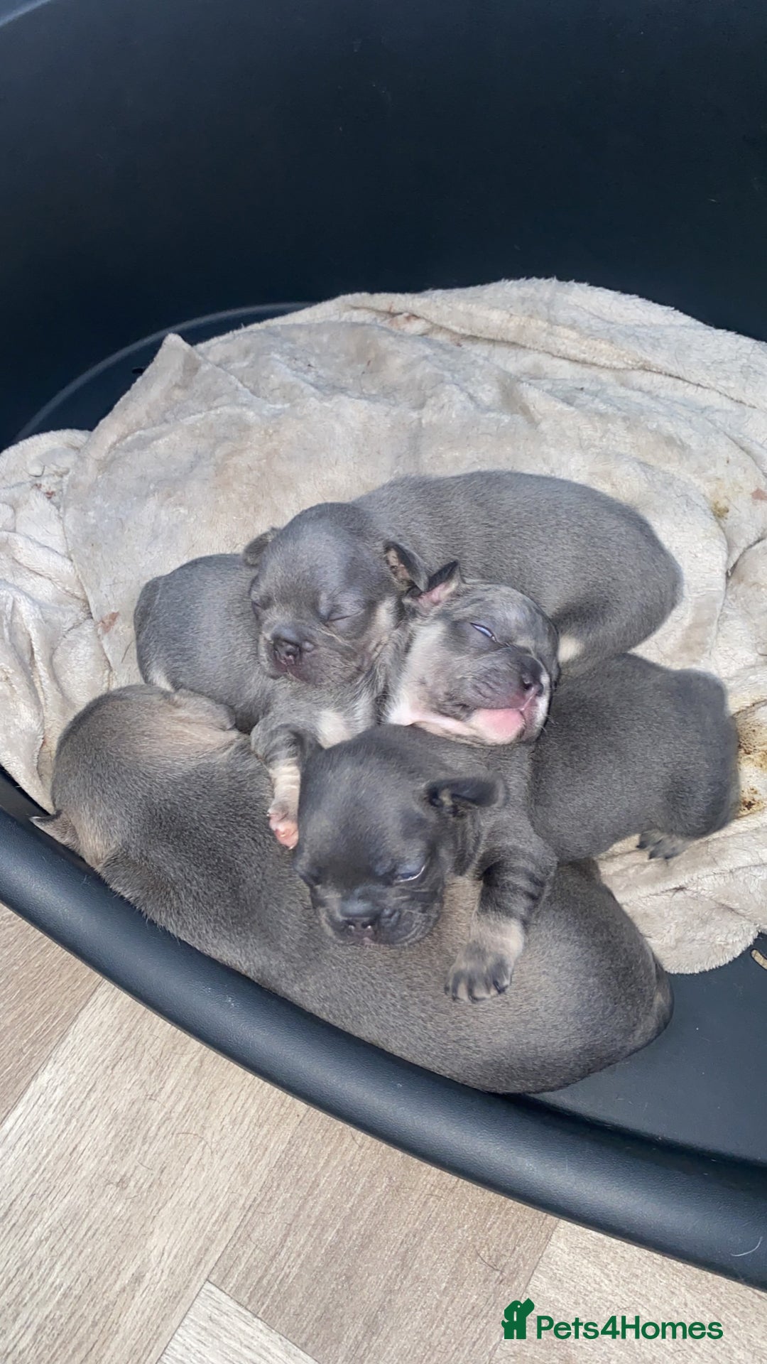 French Bulldog dogs for sale: Female French Bulldogs  - Image 5