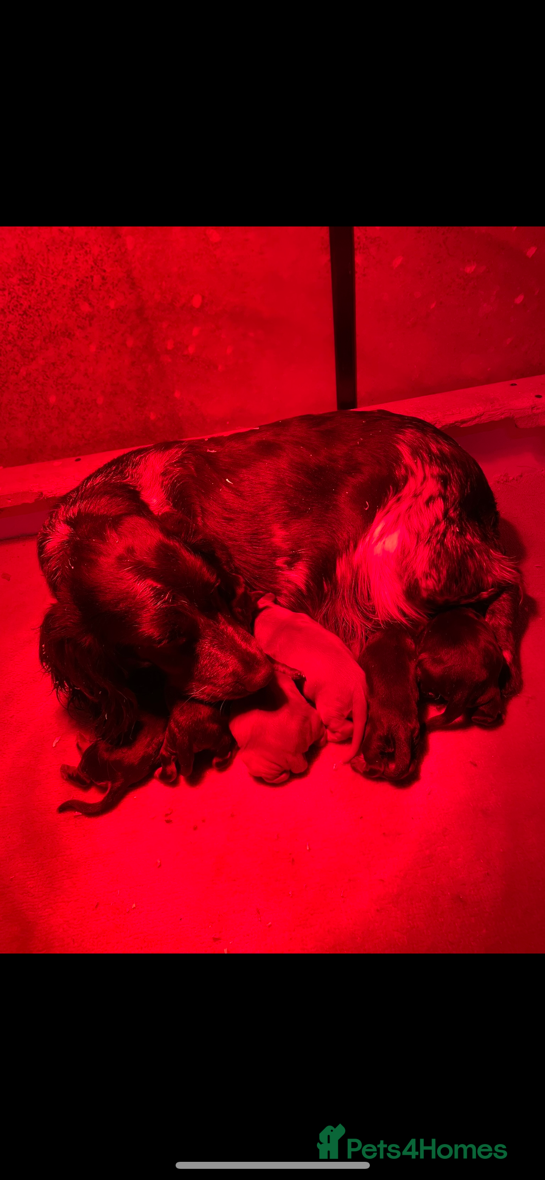 Cocker Spaniel dogs for sale: Cocker Spaniel Pups - Image 10