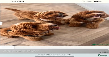 Cockapoo dogs - Advert 2