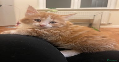 Mixed Breed cats 2 Female Fluffy Half Maine Coon kittens left - Advert 1