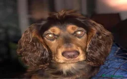 Cocker Spaniel dogs for sale: Kc working cocker spaniel - Image 10