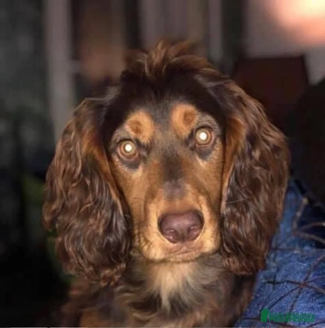 Cocker Spaniel dogs for sale: Kc working cocker spaniel - Image 10