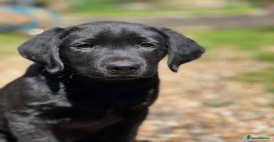 Mixed Breed dogs - Advert 3
