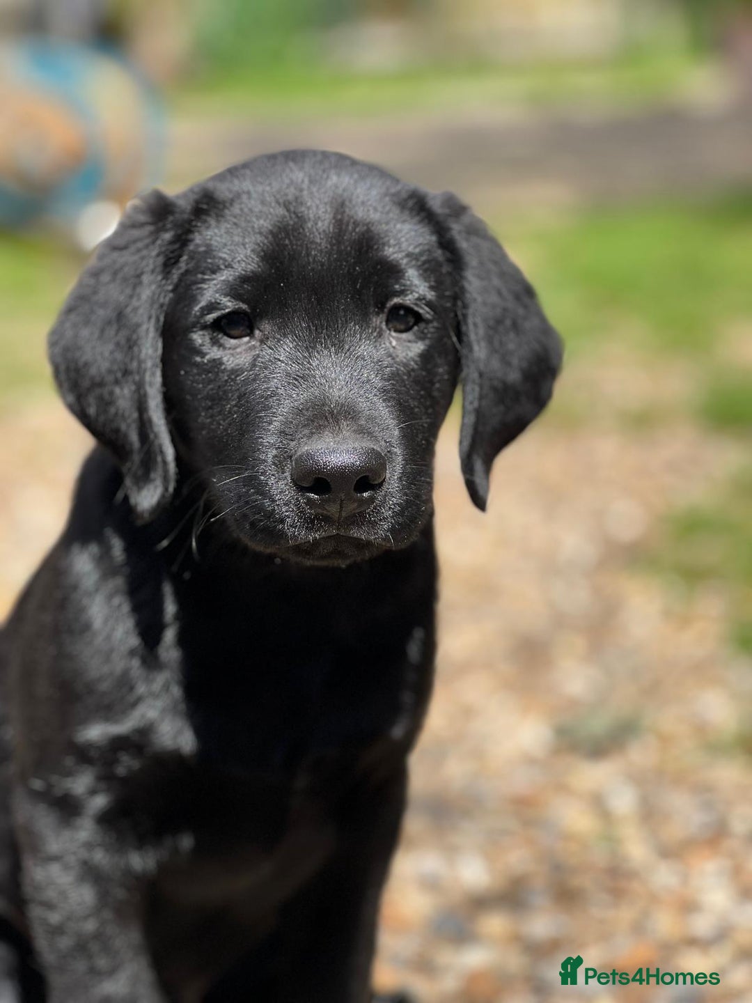Mixed Breed dogs for sale: Flat coat retriever x black labrador - Image 3