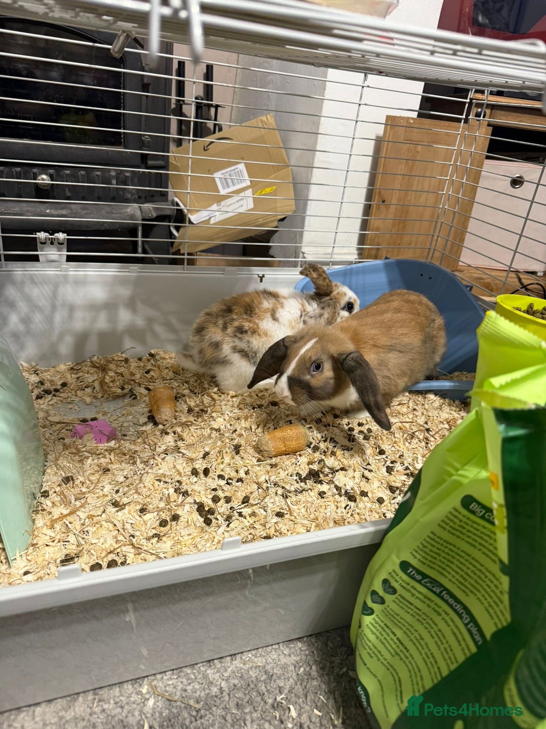 Mixed Breed rabbits for sale: Rabbits for rehoming - Advert 6