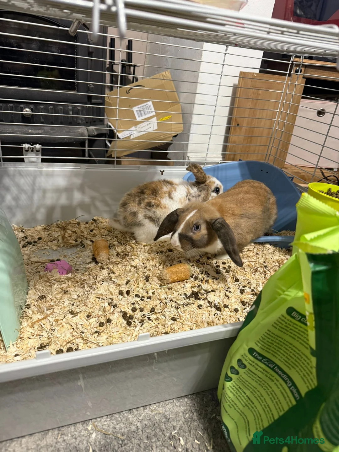 Mixed Breed rabbits for sale: Free Rabbits for rehoming - Advert 6