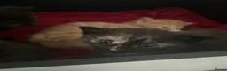 Mixed Breed cats for sale: 3 kittens  - Advert 3