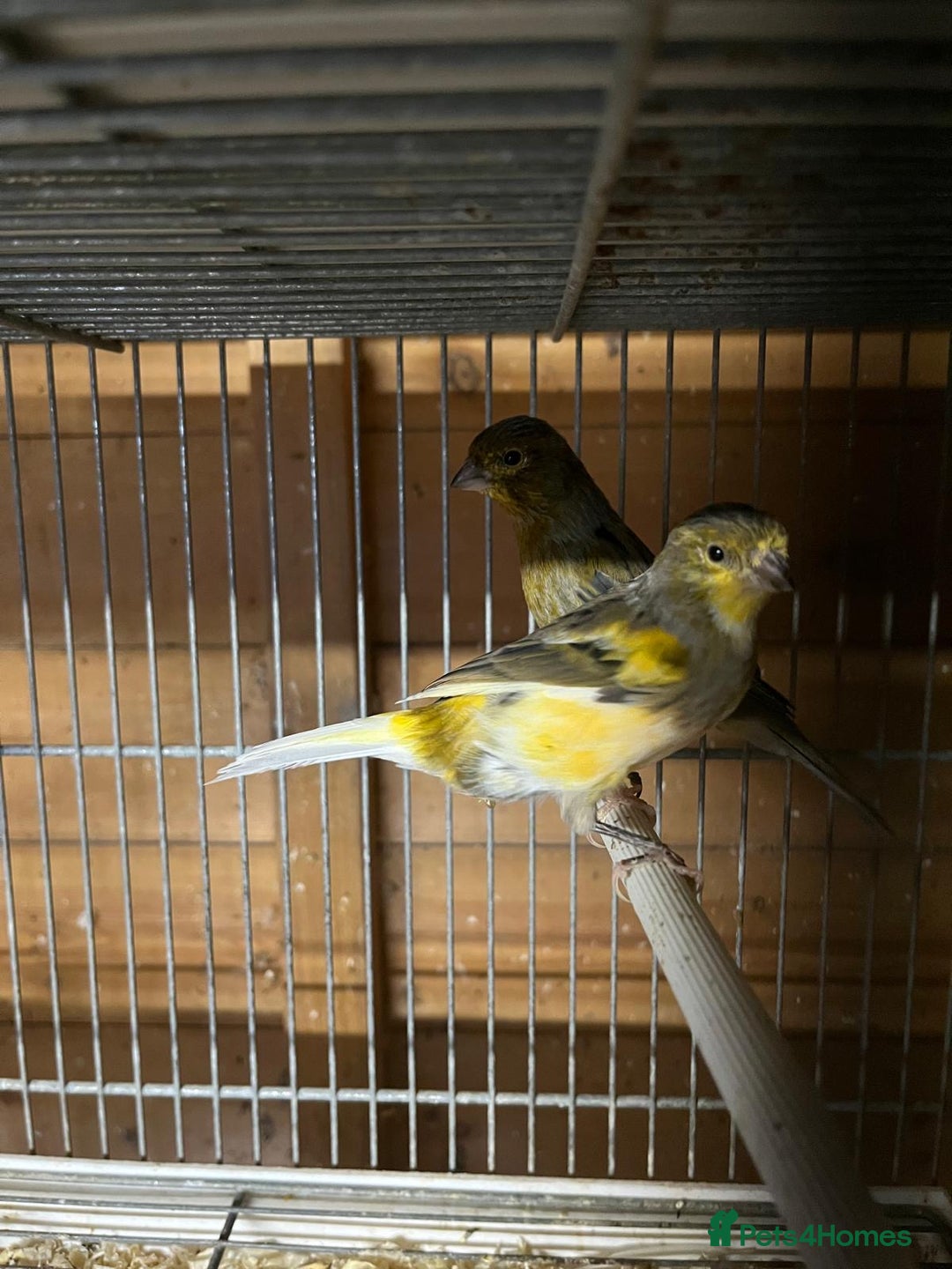Canaries birds for sale: Coloured Canaries - This Year’s, Top Condition - Image 5