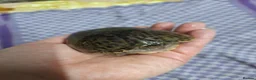 Turtle reptiles for sale: Musk turtle female - Advert 3