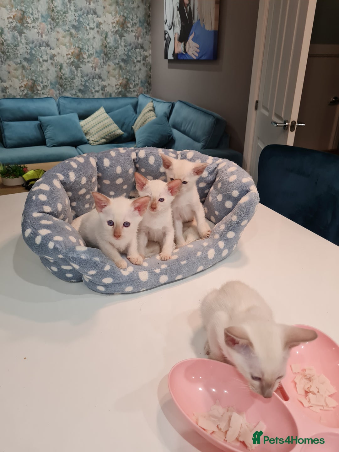 Siamese cats for sale: LAST ONE,  Gorgeous Bluepoint little boy. - Advert 5