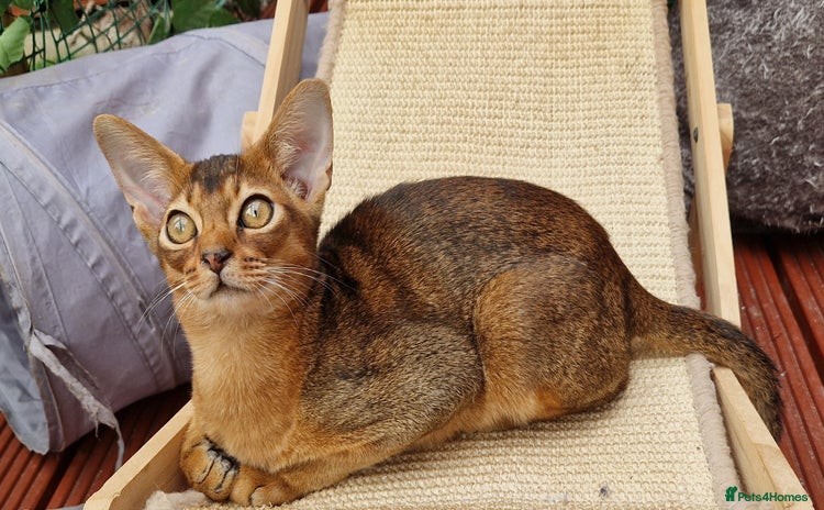 Abyssinian cats - Advert 5