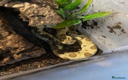 Snake reptiles for sale: Hognose Breeding Pair and Babies - Image 8