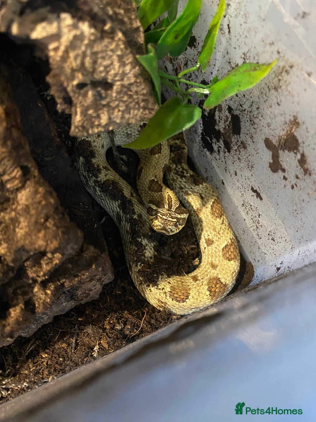 Snake reptiles for sale: Hognose Breeding Pair and Babies - Image 8