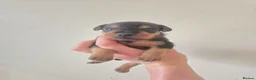 Patterdale Terrier dogs for sale: Fantastic Patterdale terrier pups D&D  - Advert 17