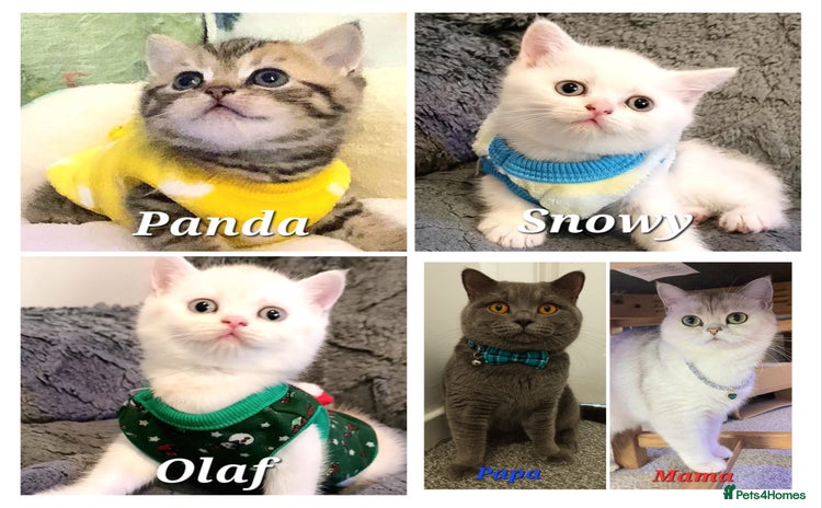 British Shorthair cats - Advert 2