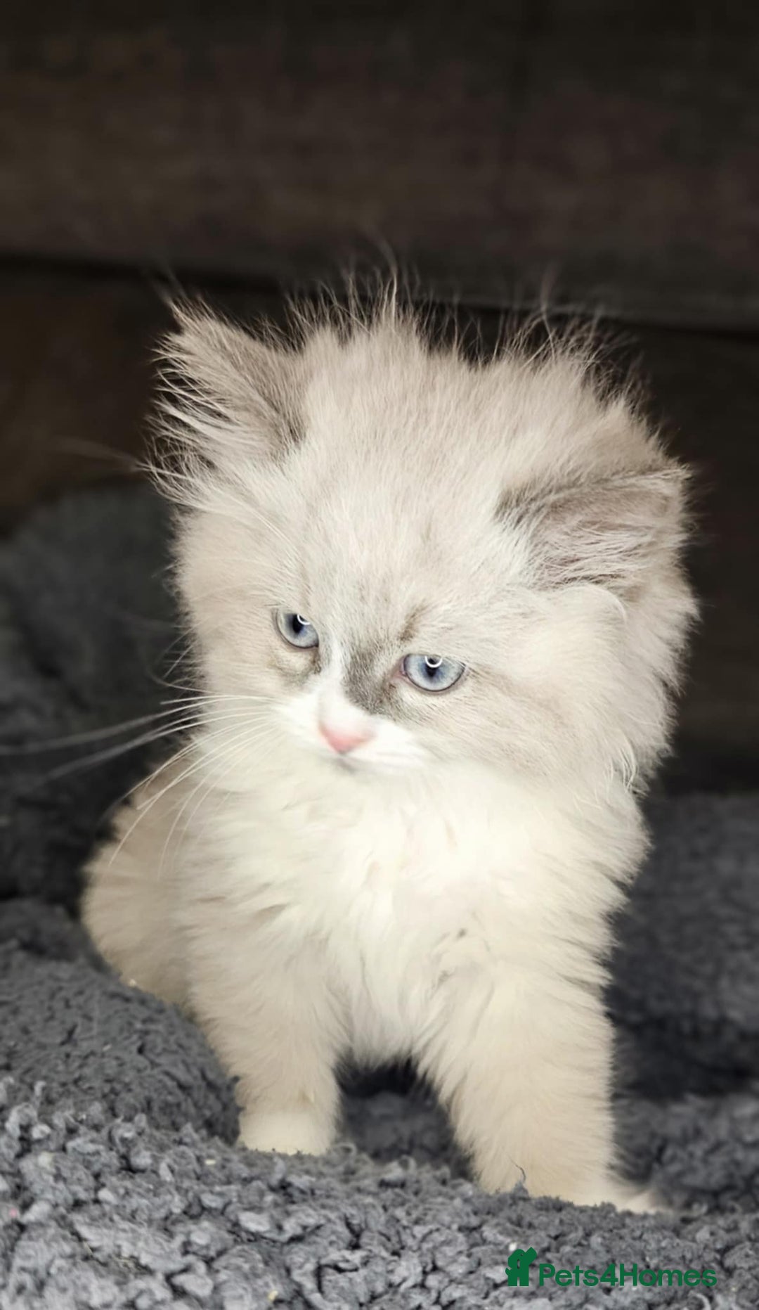 Ragdoll cats for sale: Beautiful ragdoll - Advert 9