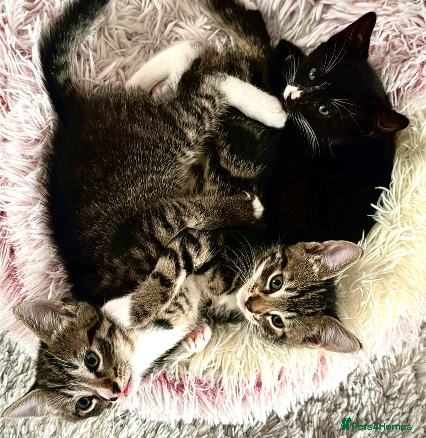 Mixed Breed cats Three kittens are looking for their homes 🐾 - Advert 5