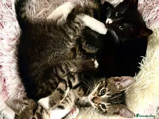 Mixed Breed cats Three kittens are looking for their homes 🐾 - Advert 5