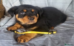 Rottweiler dogs for sale: Chunky Rottweiler Puppies  - Image 12