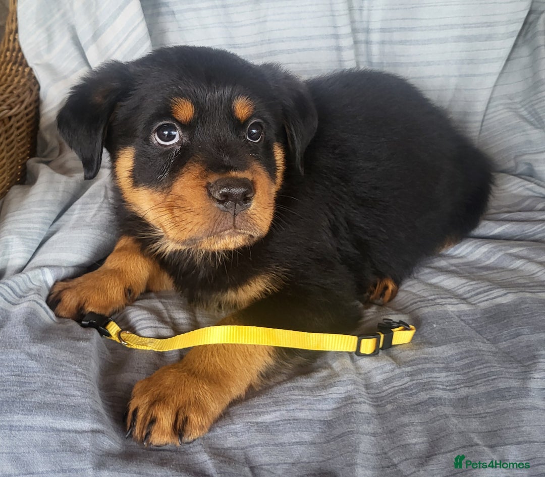 Rottweiler dogs for sale: Chunky Rottweiler Puppies  - Image 12