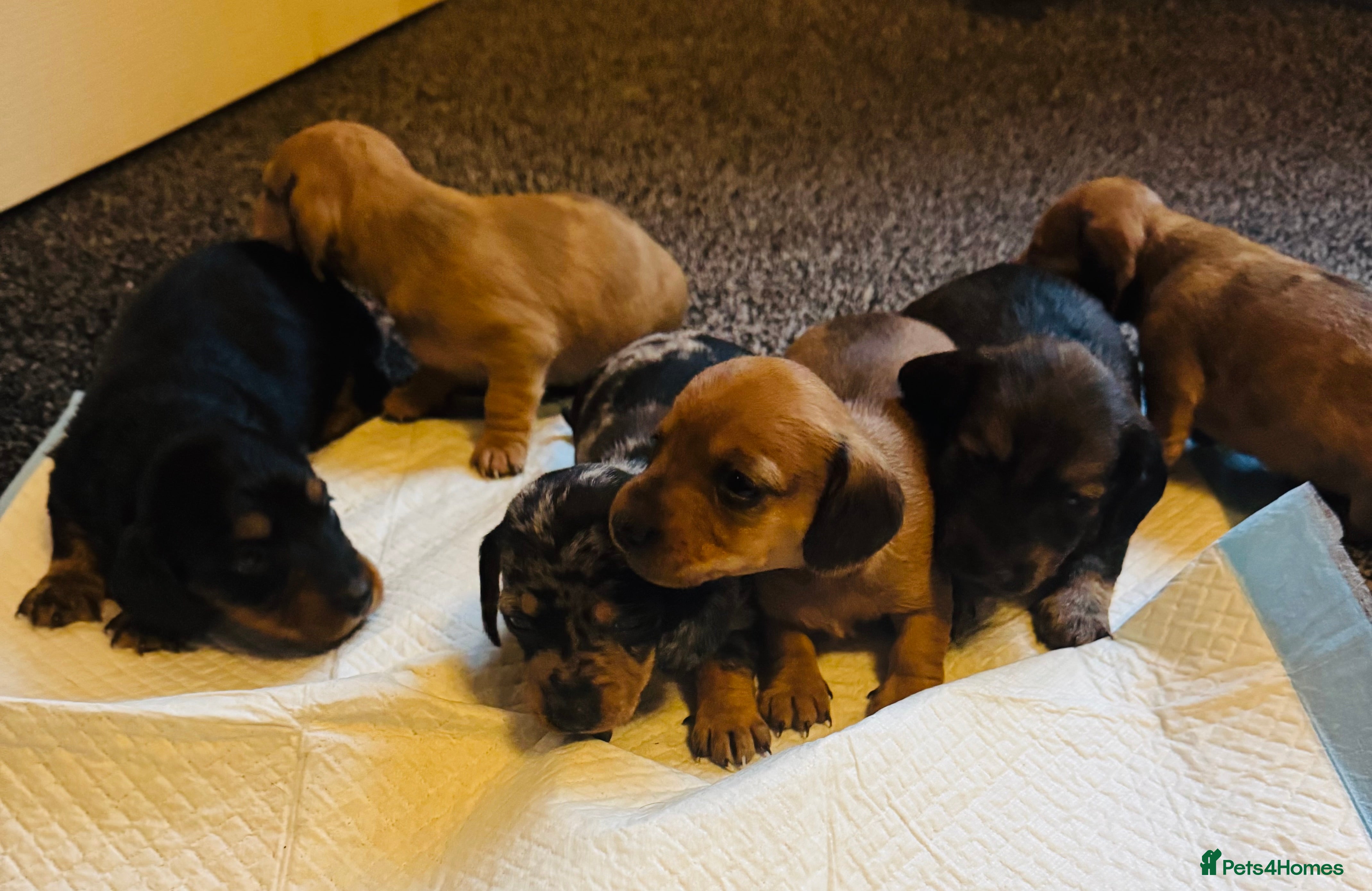 Miniature Dachshund dogs Beautiful minature dachshunds  - Advert 9