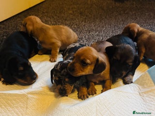 Miniature Dachshund dogs Beautiful minature dachshunds - Advert 1