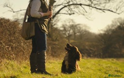 Cocker Spaniel dogs for stud: Champion Bred KC Cocker Spaniel & ALL Health Tests in Cranbrook - Image 7