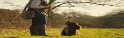 Cocker Spaniel dogs for stud: Champion Bred KC Cocker Spaniel & ALL Health Tests in Cranbrook - Advert 7