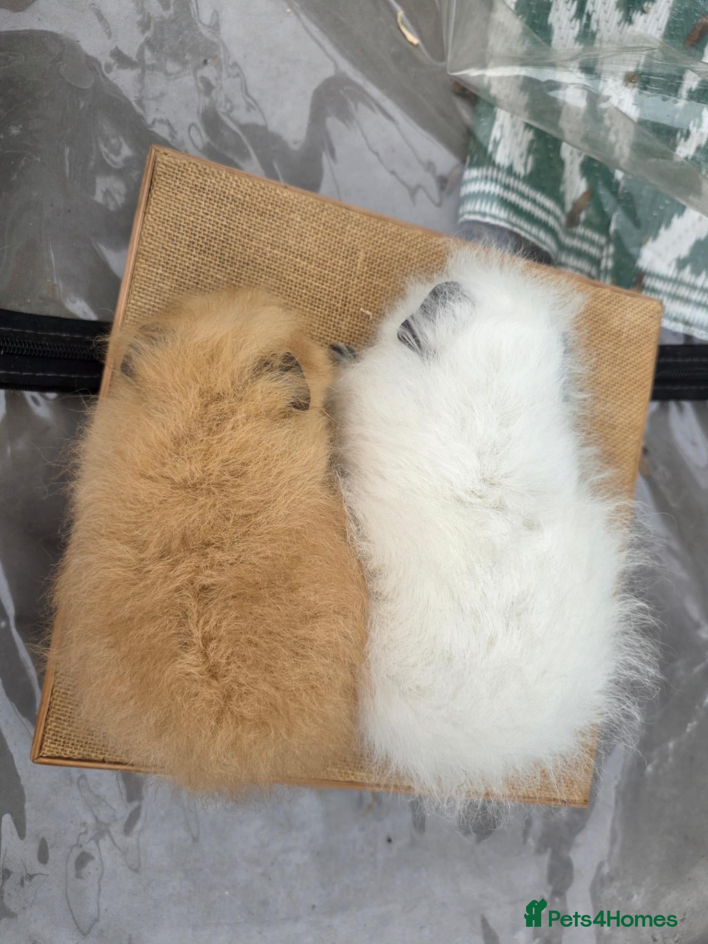 Guinea Pig rodents for sale: 2 swiss boars - Advert 1