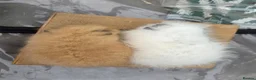 Guinea Pig rodents for sale: 2 swiss boars - Advert 1