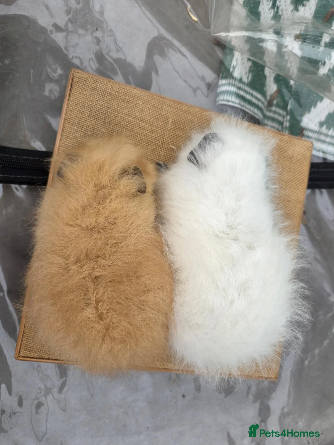 Guinea Pig rodents for sale: 2 swiss boars - Advert 1