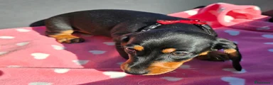 Dachshund 2
