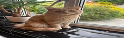 RagaMuffin cats for sale: Ragamuffin - Advert 1
