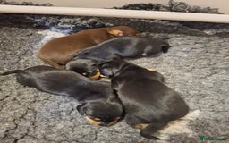 Dachshund dogs for sale: 4 exceptional smooth haired  dachshund mini pups  - Image 12