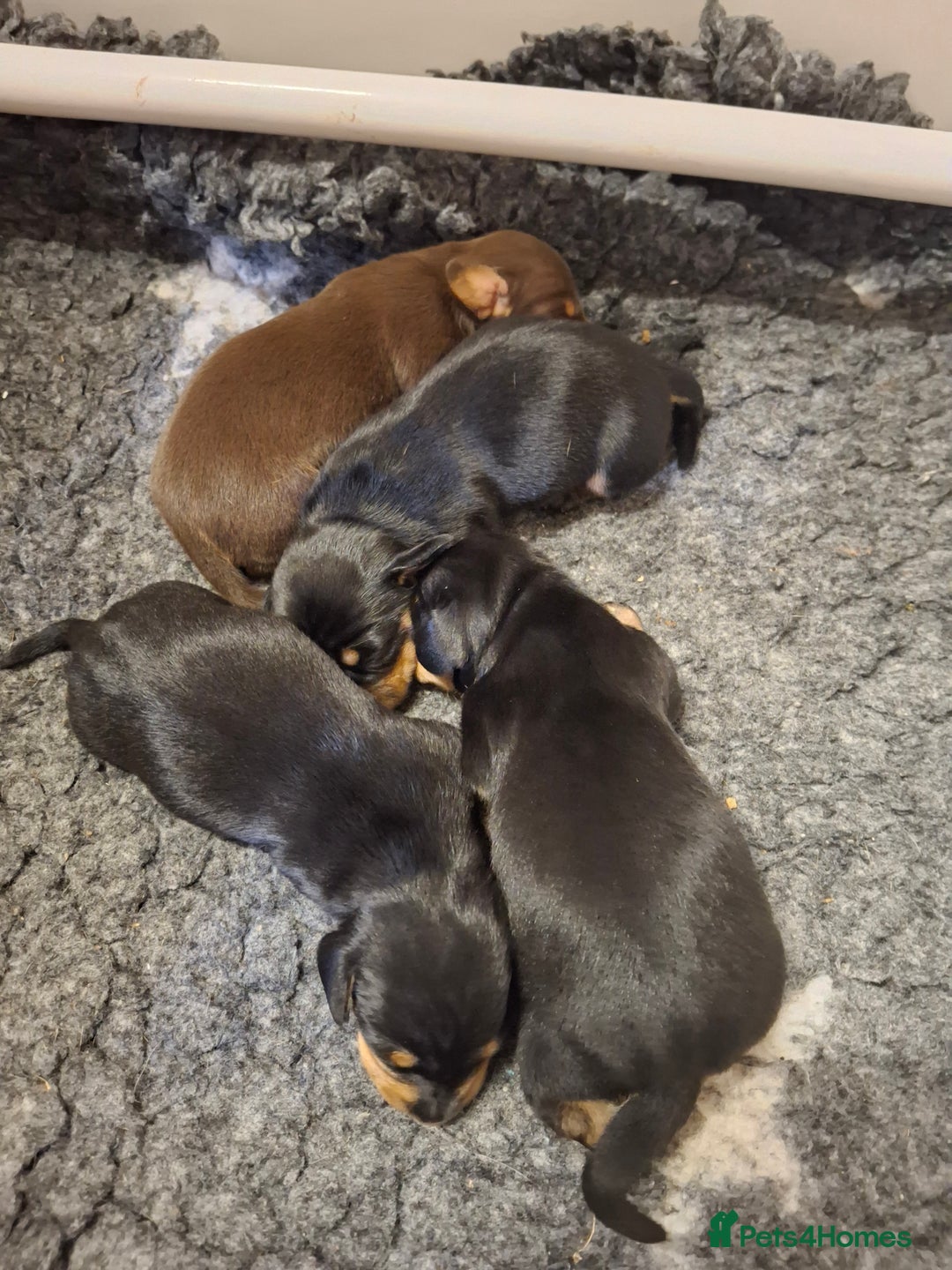 Dachshund dogs for sale: 4 exceptional smooth haired  dachshund mini pups  - Image 12