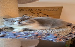 British Longhair cats for sale: Handsome British longhair male - Image 5