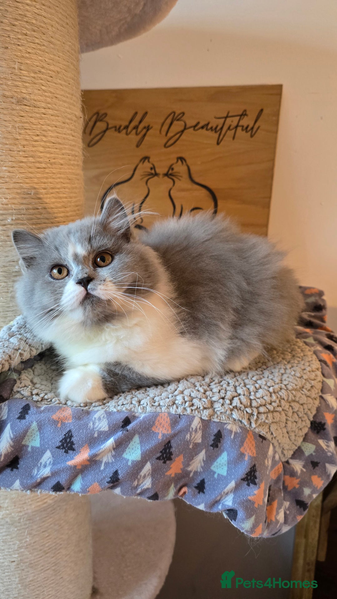 British Longhair cats for sale: Handsome British longhair male - Image 5